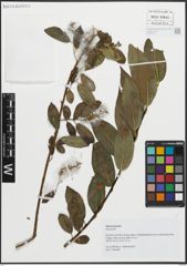 Foto von Salix pentandra L.
